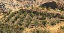 JPT22094 – Land for sale in ain dara 9777 SQM